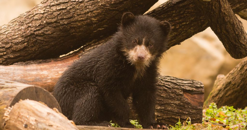 Andean Bear Cubs